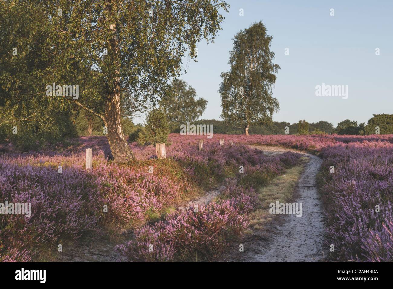 Deutschland, Niedersachsen, Lüneburger Heide, Felder mit Heide bei Sonnenuntergang Stockfoto