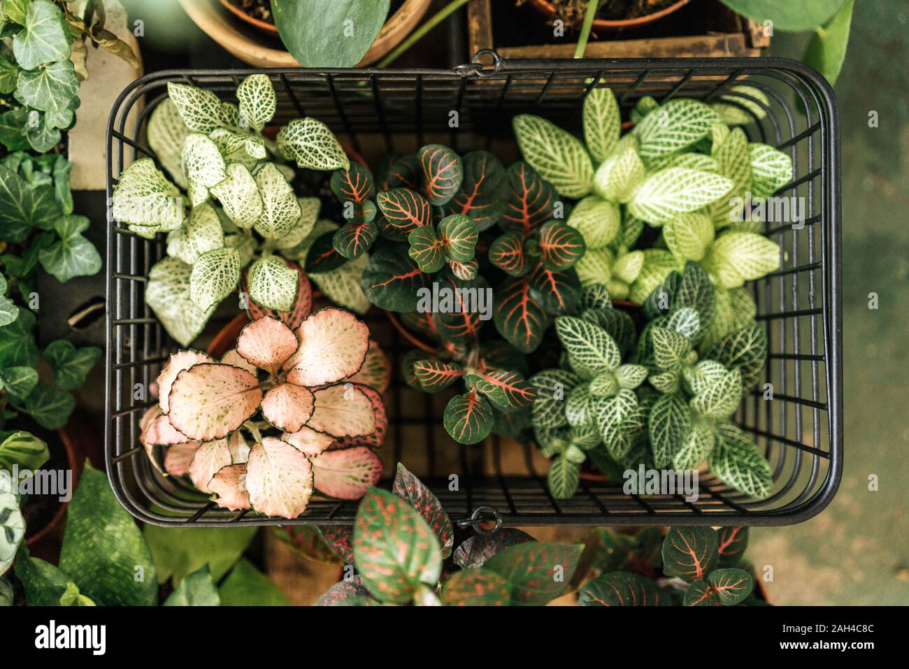 Topfpflanzen in einem Warenkorb Stockfoto