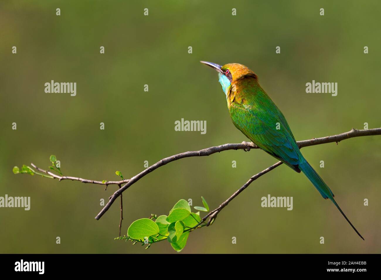 Green Bee eater in Tangalla, Sri Lanka Stockfoto