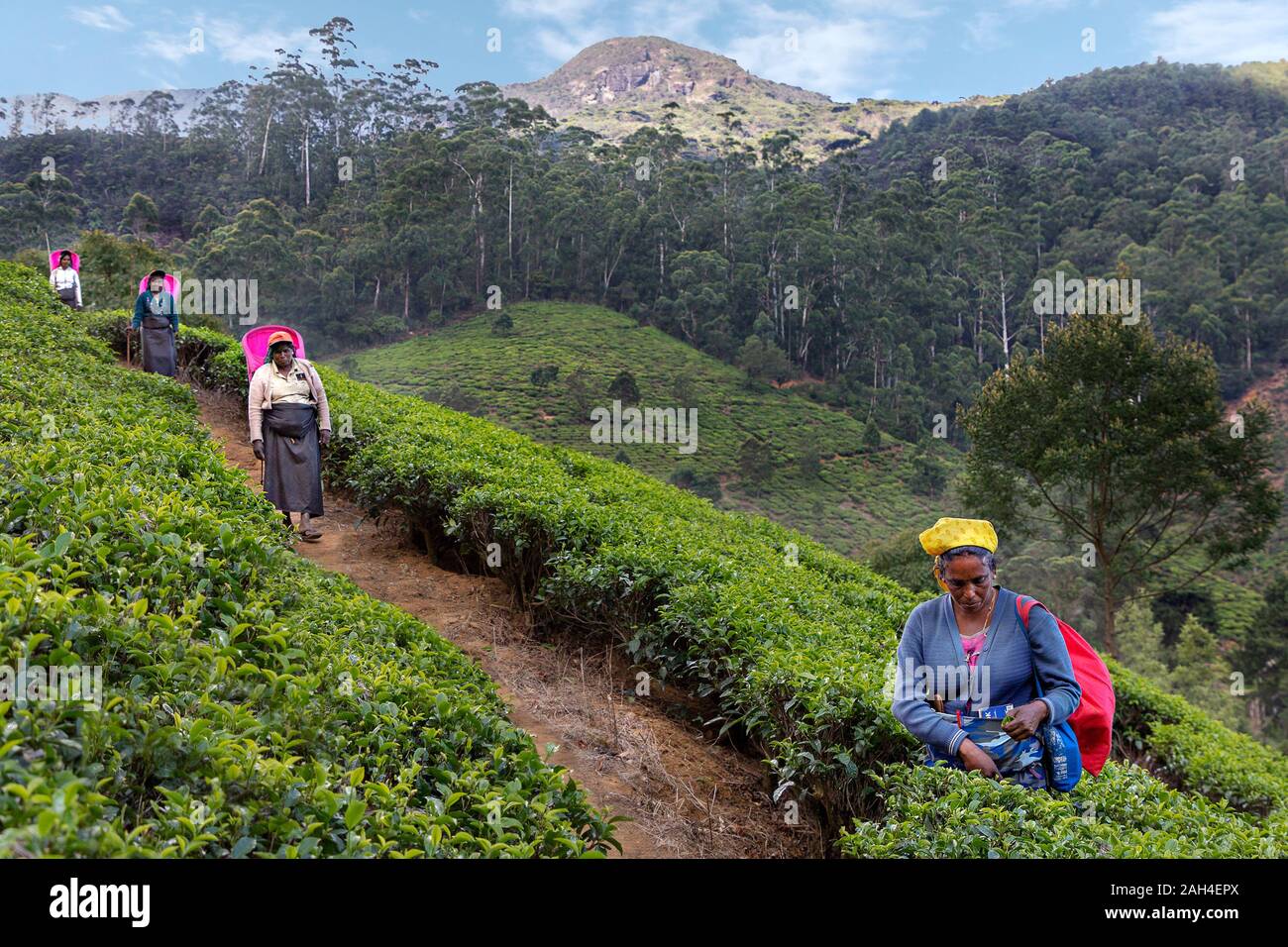 Der dortigen Frauen in die Teeplantagen, in Nuwara Eliya, Sri Lanka Stockfoto