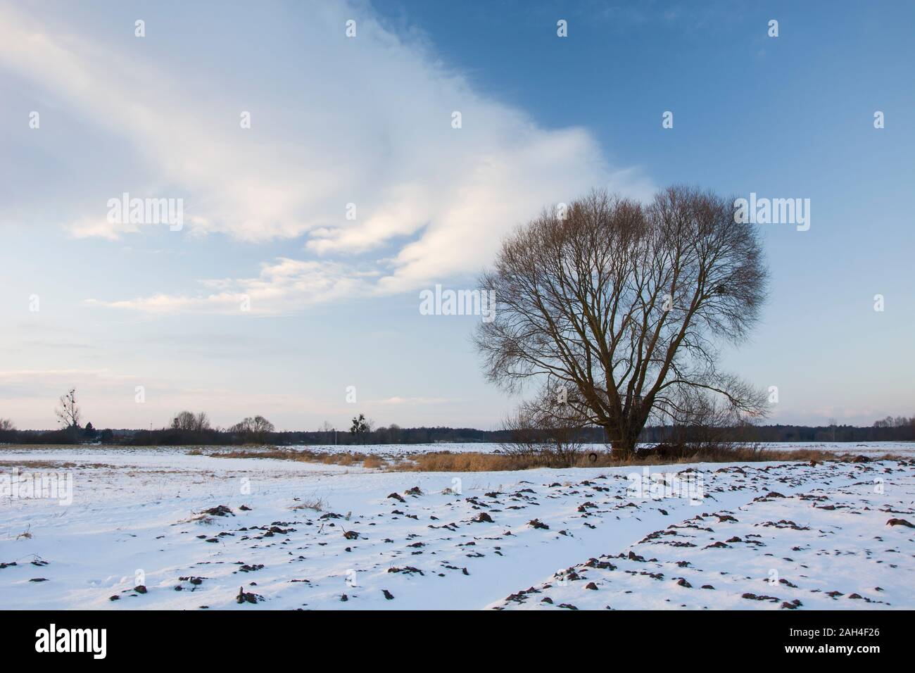 Ein Baum auf einer verschneiten Wiese Stockfoto