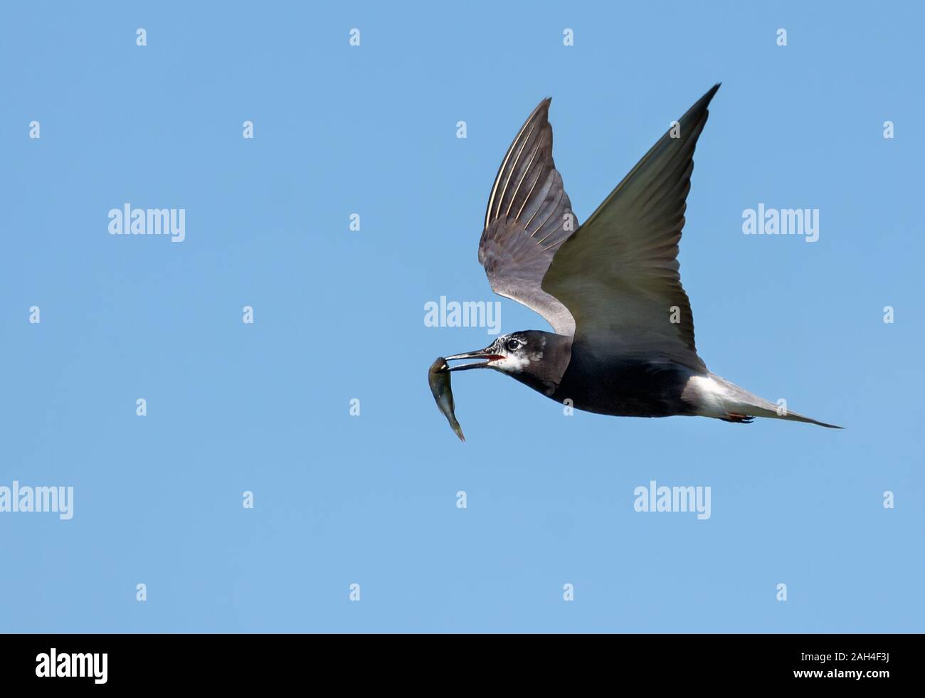 Nach Schwarz tern (Chlidonias niger) fliegt schnell im blauen Himmel Holding kleiner Fisch im Schnabel für Kinder im Nest Stockfoto