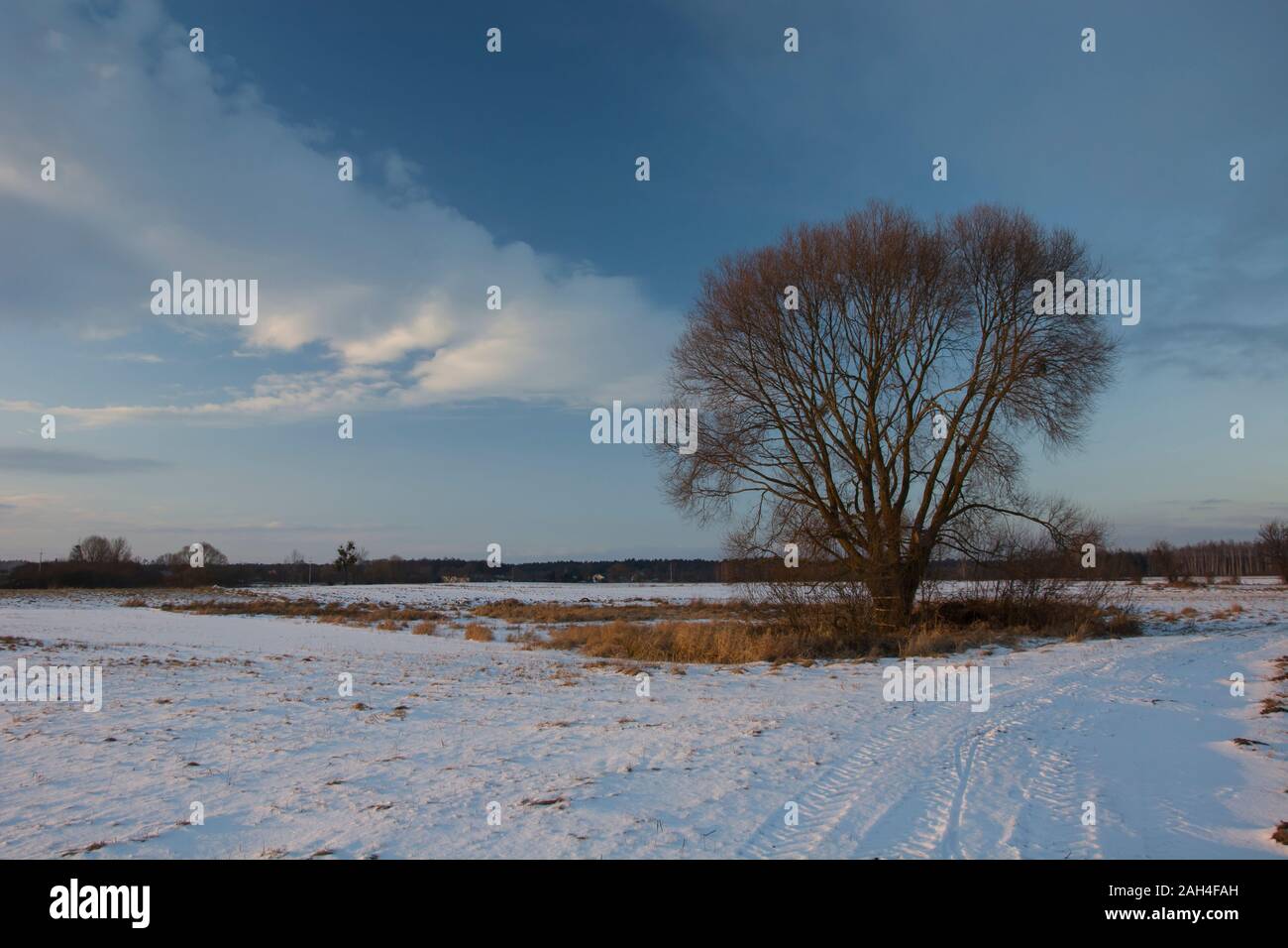 Ein Baum auf einer verschneiten Wiese Stockfoto