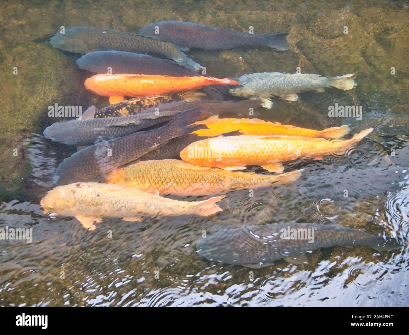 Karpfen schwimmen in einem der vielen Kanäle in der kleinen, traditionellen Stadt Hida Furukawa in Japan. Stockfoto