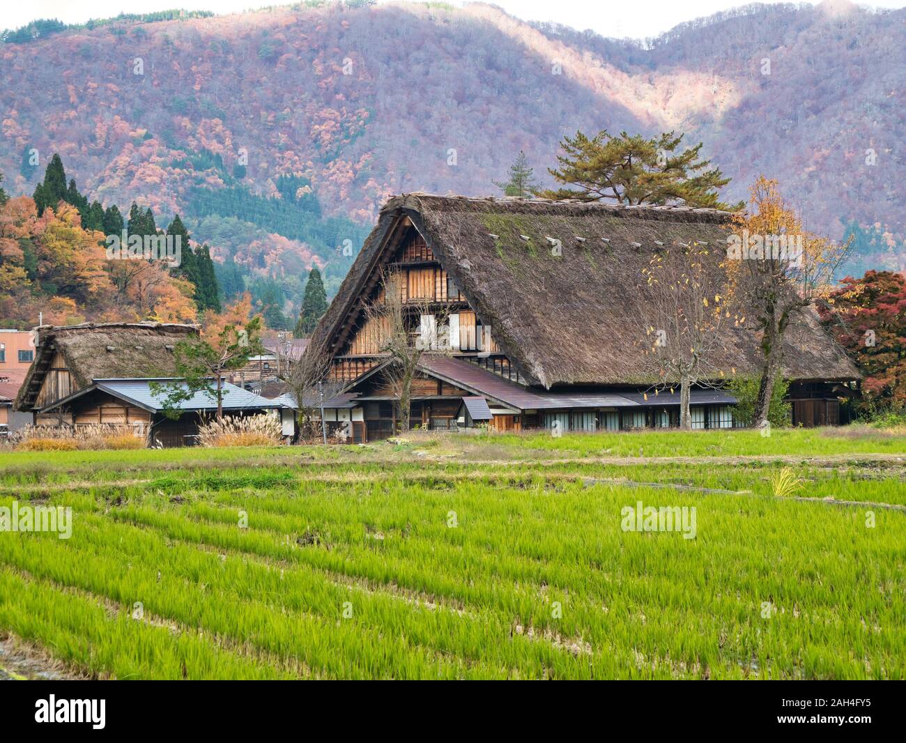 Traditionellen strohgedeckten Häuser am UNESCO-Weltkulturerbe von Shirakawago in Japan. Stockfoto