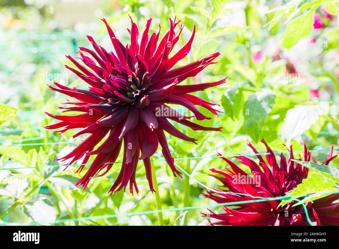 Dahlie schwarze Narzisse Blüte im September in Großbritannien Stockfoto