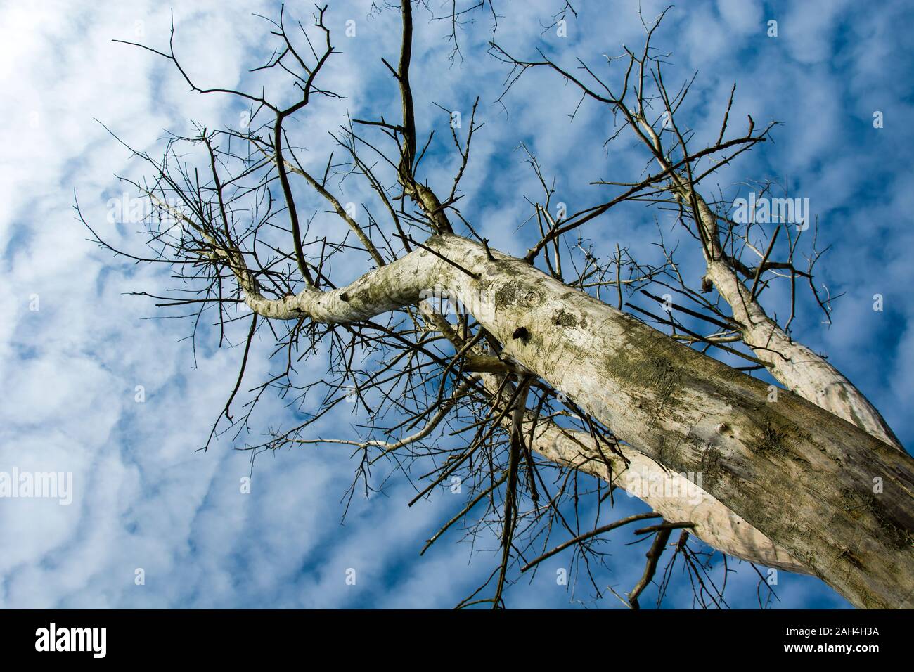 Hoher toter Baum und Wolken am blauen Himmel, Blick von unten Stockfoto