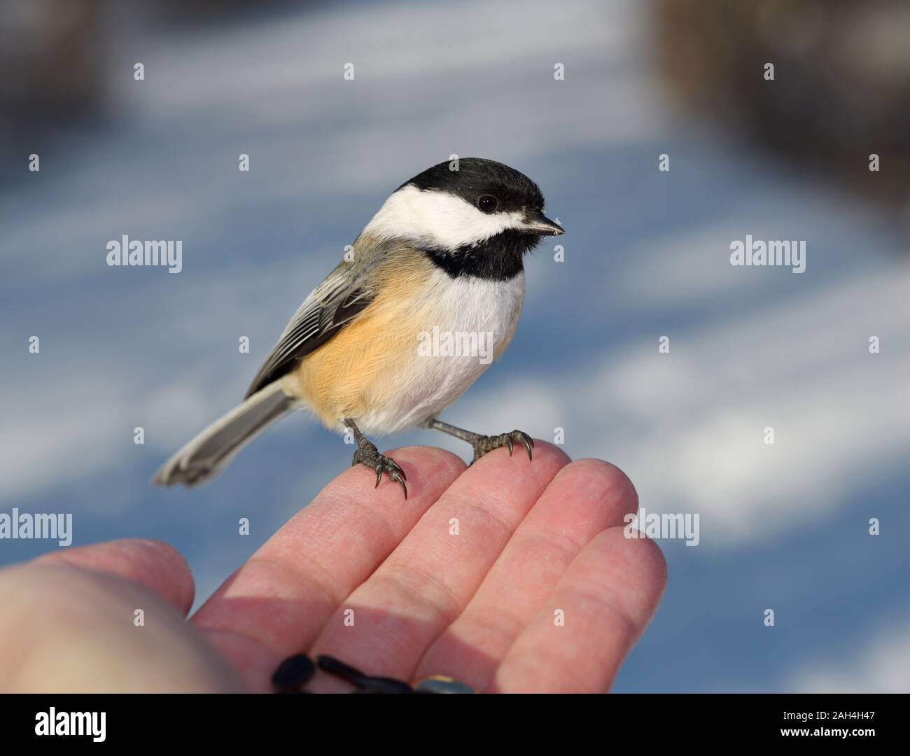 Wilden Schwarzen capped chickadee mit Schnee auf Schnabel auf Fingerspitzen der Mann mit Sonnenblumenkernen in einer verschneiten Toronto Wald im Winter Stockfoto