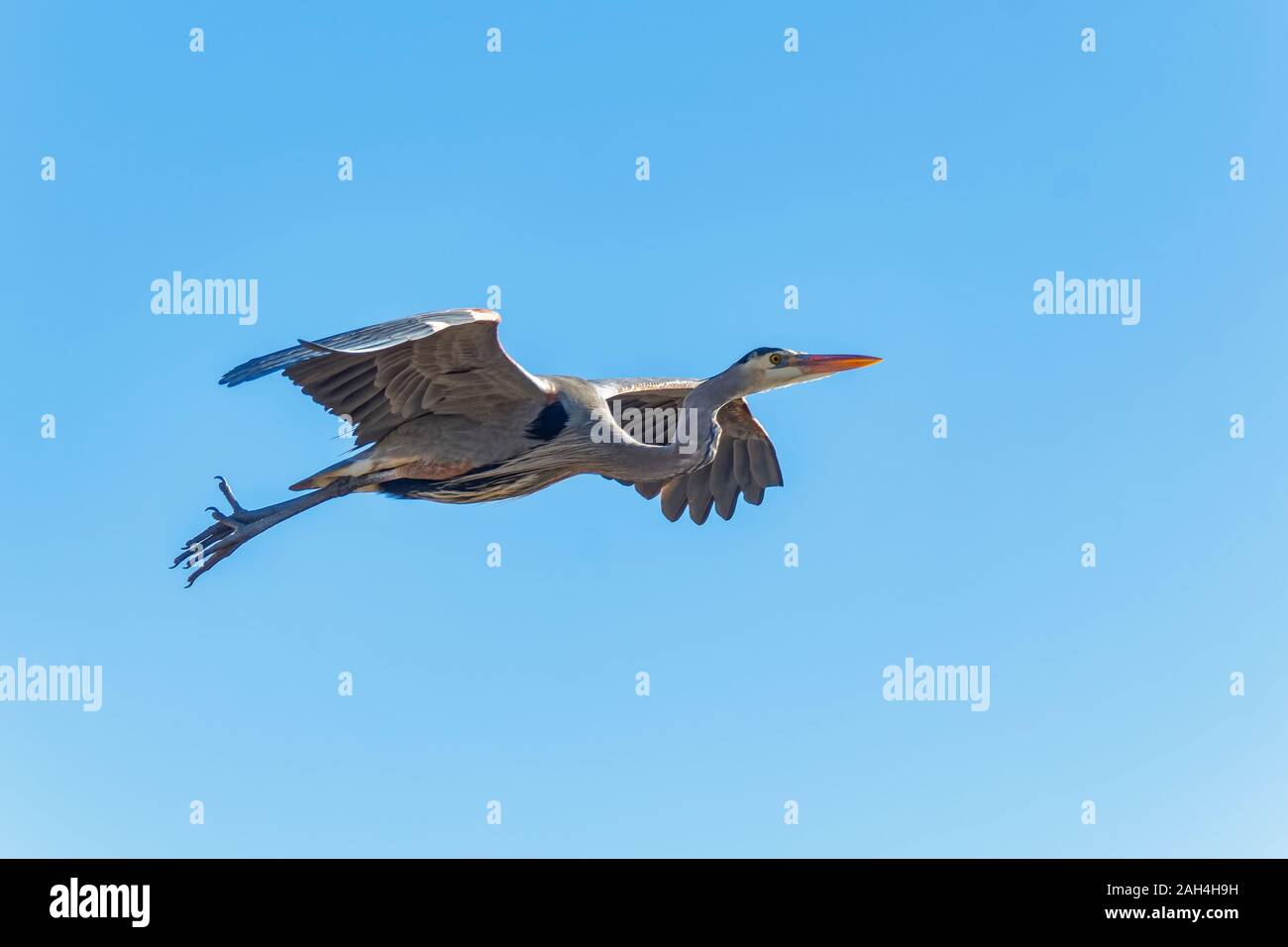 Great Blue Heron (Ardea herodias) fliegen in Bolsa Chica Ecological Reserve CA USA Stockfoto