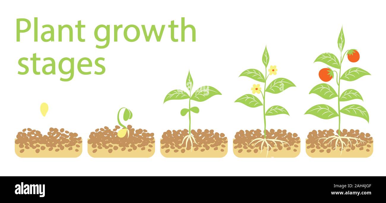 Das Wachstum von Pflanzen Stadien Infografiken. Line Art Symbole. Bepflanzung Anweisung Vorlage. Linearen Abbildung auf weißen isoliert. Pflanzen Früchte verarbeiten. Stock Vektor