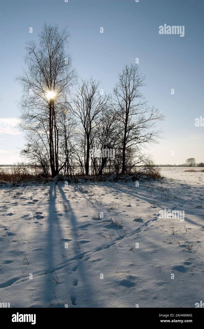 Baum und Schnee auf Wiese, sonnige Winter in Nowiny, Polen Stockfoto