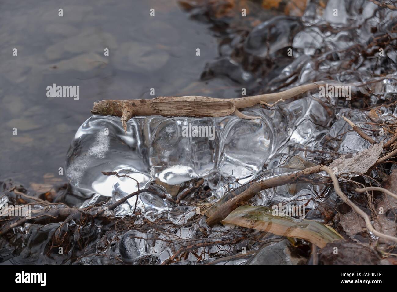 Beeindruckende Eisbildung auf einem im Winter 2019 2020 aus dem Boden kommenden Ast Stockfoto