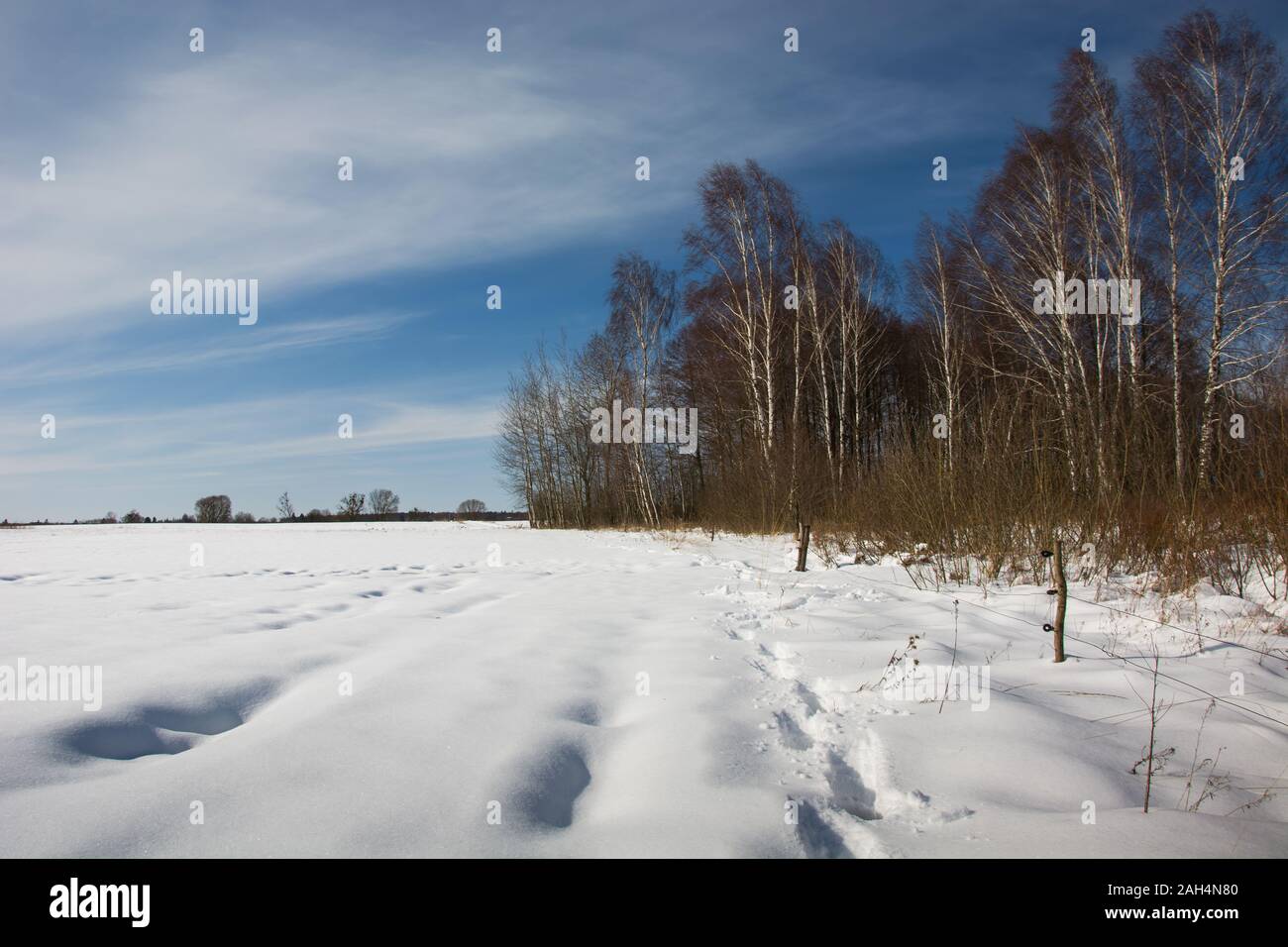 Wald und Schnee, Winter in Nowiny, Polen Stockfoto