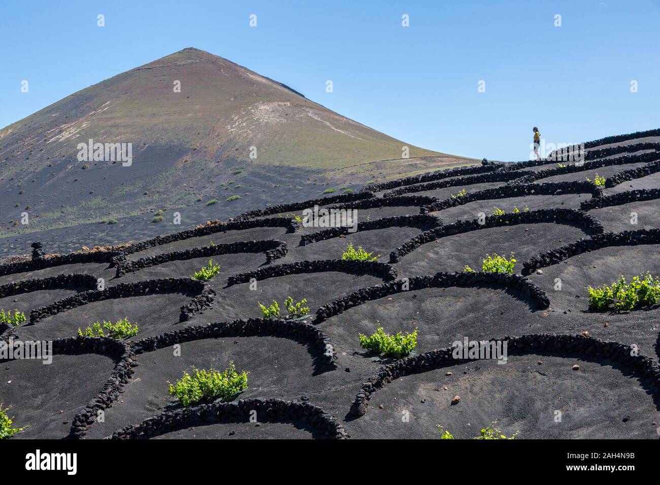 Kondensatabscheider für Reben wachsen auf vulkanischem Boden, La Geria, Lanzarote, Kanarische Inseln, Spanien Stockfoto