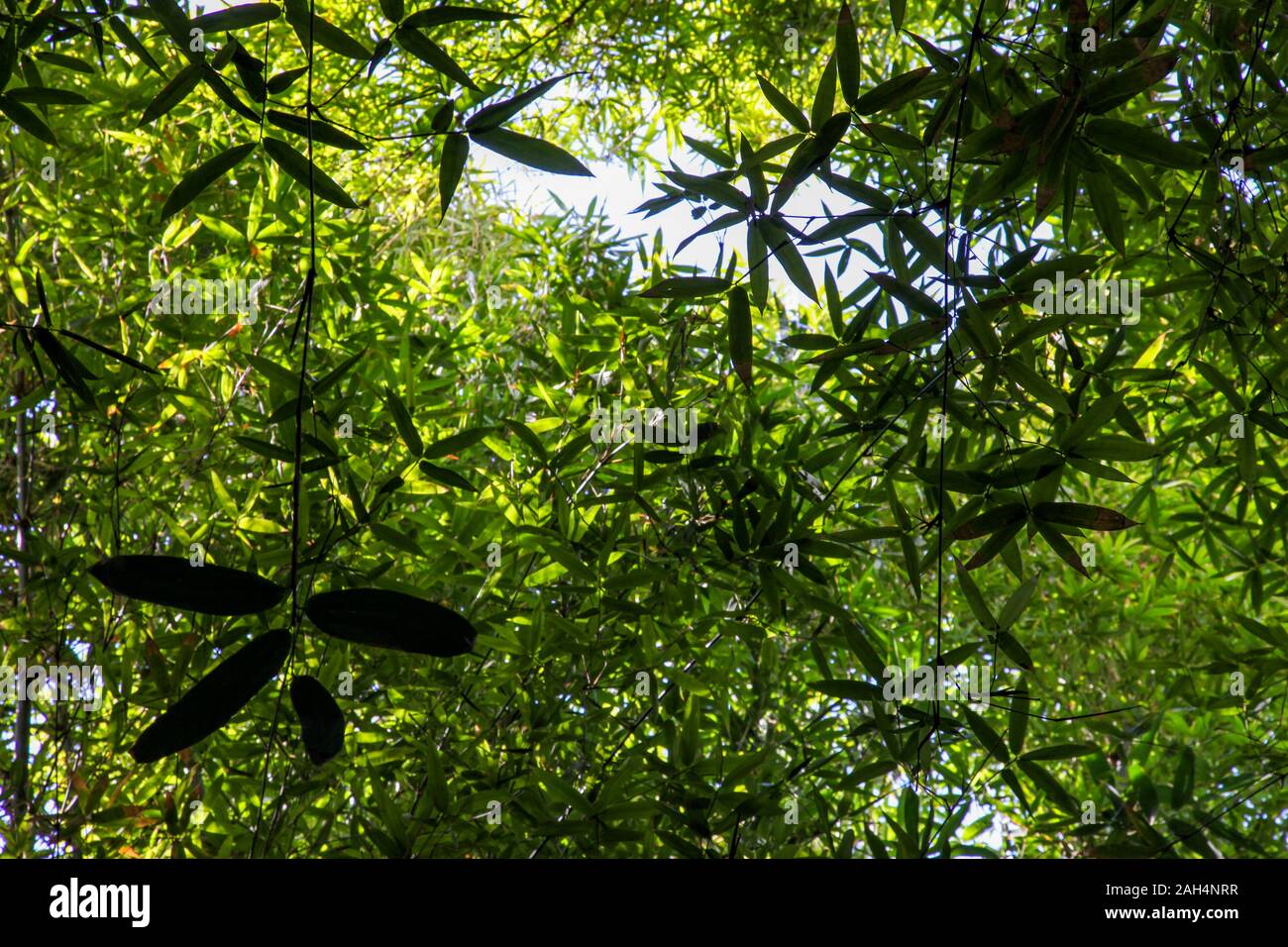 Ein Abstract von grüne, üppige Blätter Stockfoto