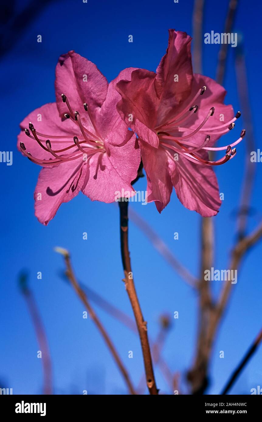 Rhododendron mucronulatum, Ericaceae, blätterverlierenden Azalee, Shurbs, Blume rosa lila. Stockfoto