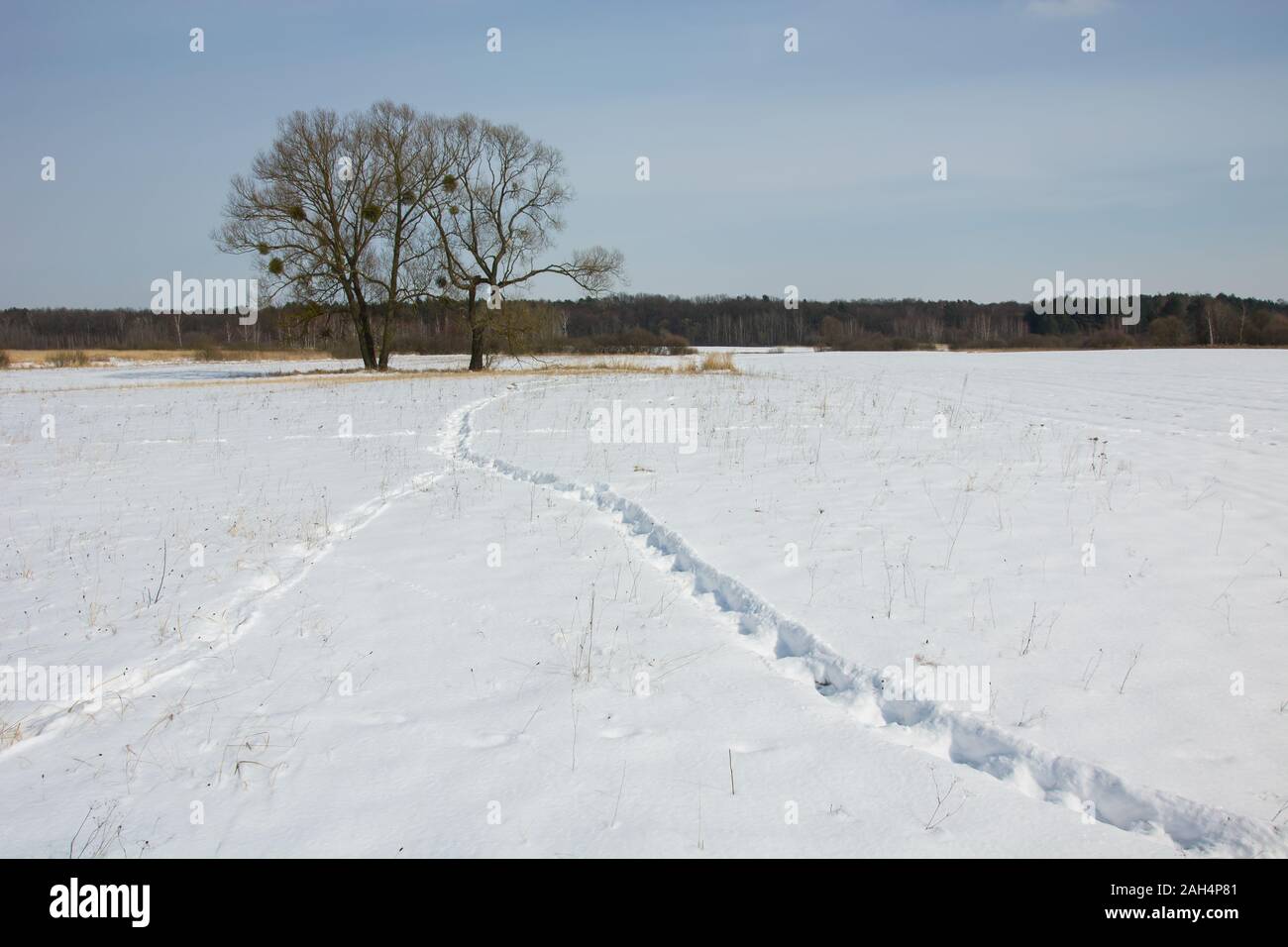 Bäume und Feld, Winter Blick in Zarzecze, Polen Stockfoto
