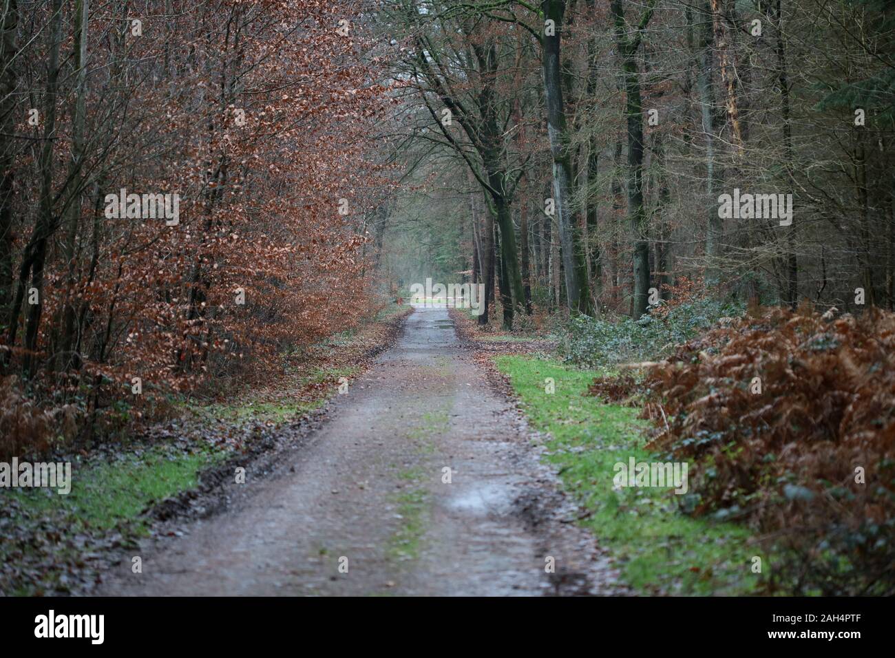 Forststraßen Hintergrund hohe Qualität 50 Megapixel Drucke Stockfoto