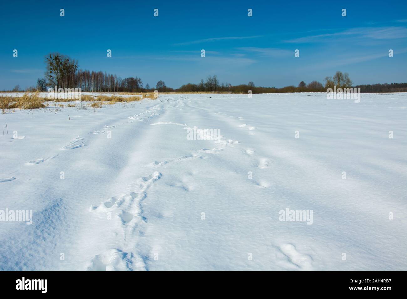 Schneebedeckte Landstraße, Bäume am Horizont und blauer Himmel, Winter Blick in Zarzecze, Polen Stockfoto