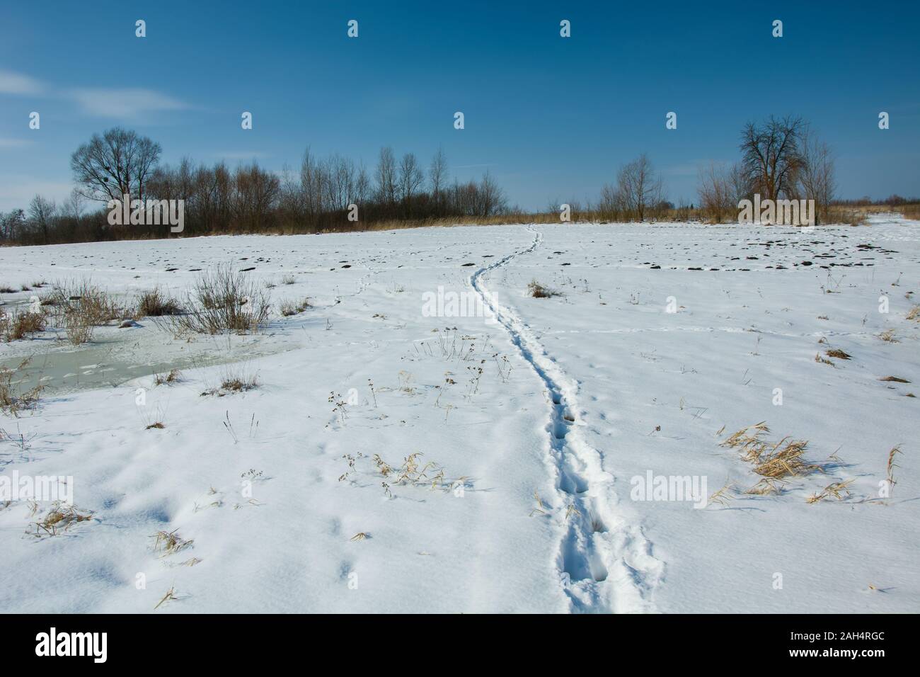 Spuren von Tieren in den Schnee, Horizont und blauer Himmel Stockfoto