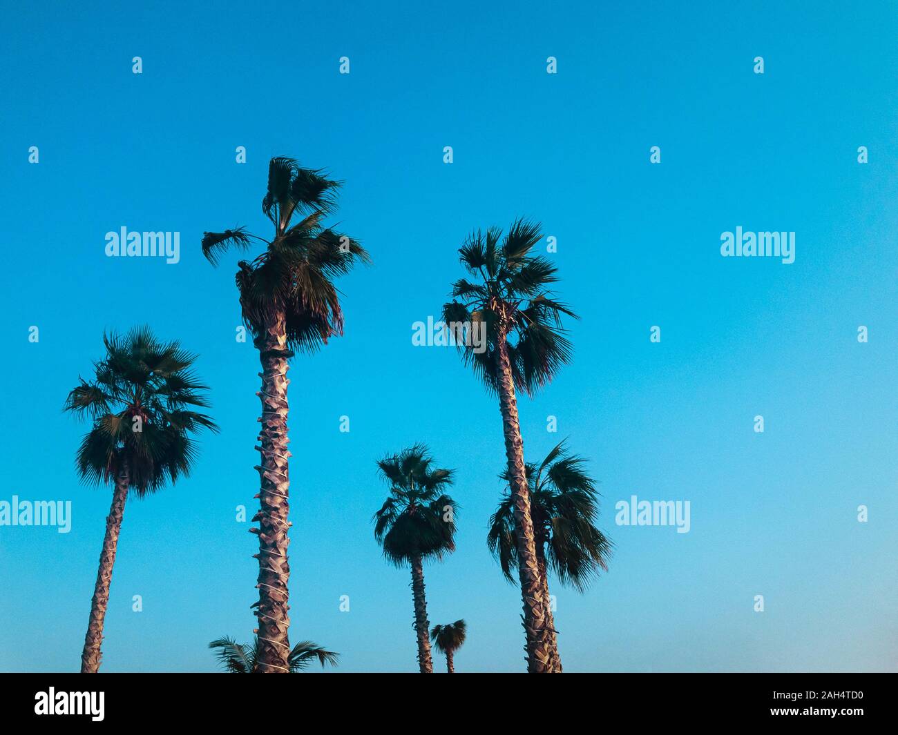Palmen im Hintergrund eine Menge Palmen am blauen Himmel Hintergrund Stockfoto