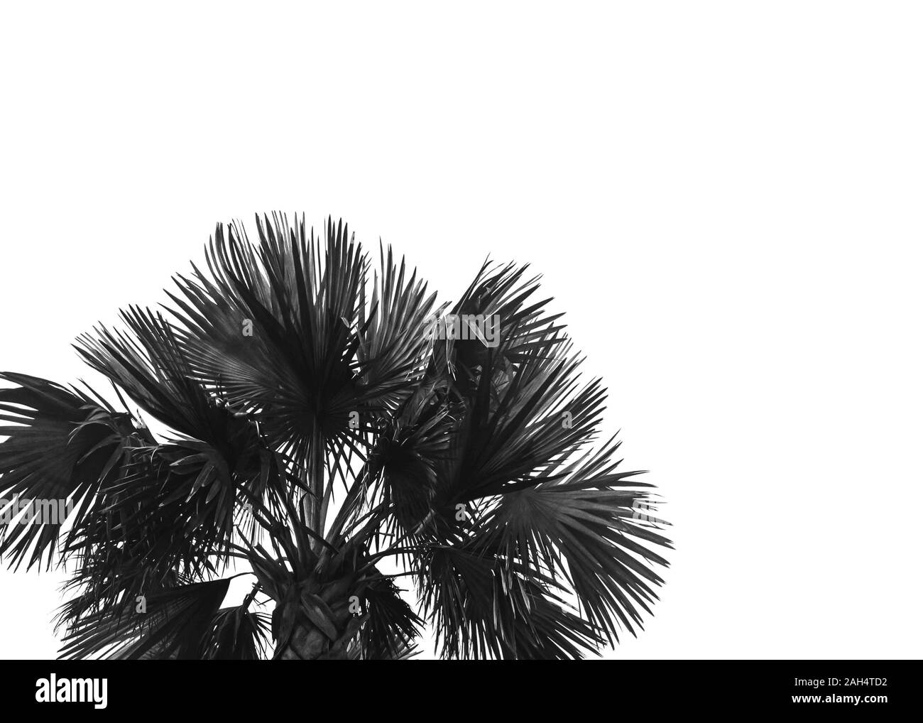 Palm Nahaufnahme mit Kopie Raum Palm Tree mit üppigen Laub gegen Licht Himmel Hintergrund Stockfoto