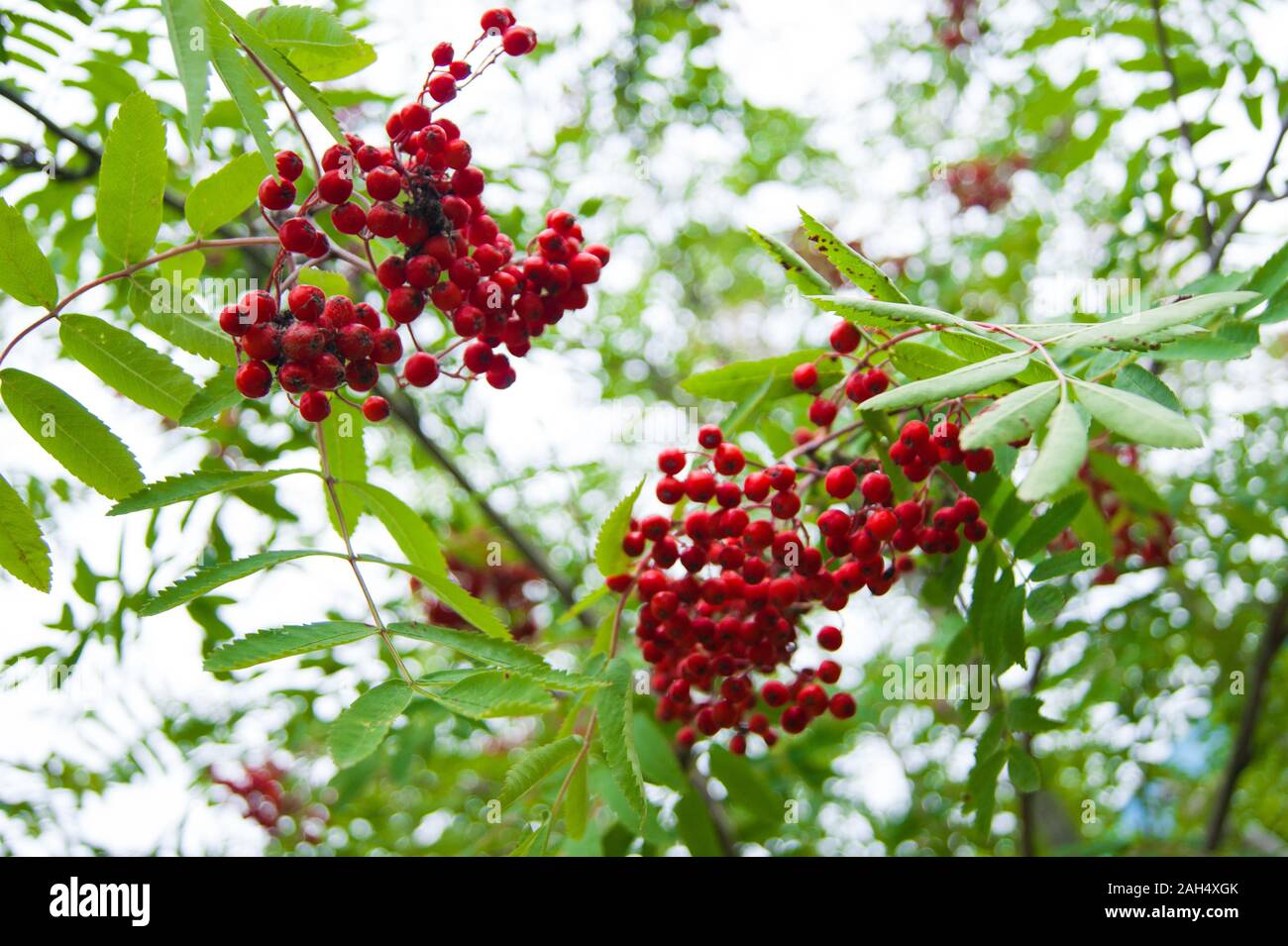 Das Ende des Sommers oder Anfang Herbst - Blätter und Gras sind immer noch Grün, leuchtend rote Vogelbeeren zeichnen sich gegen ihren Hintergrund. Stockfoto