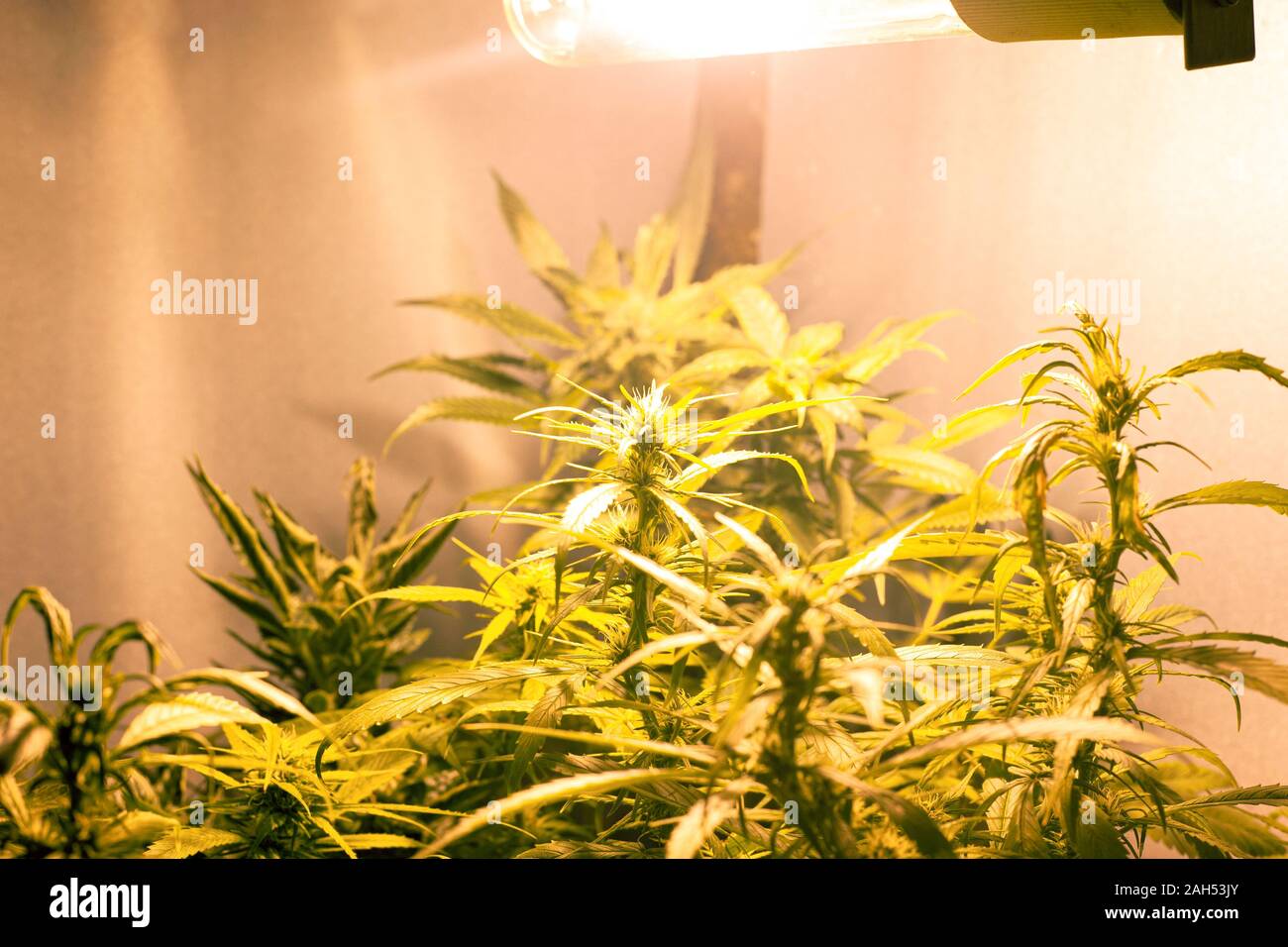 Wachsenden medizinischen Marihuana Knospen unter künstlicher Beleuchtung in einer Box wachsen. gelbe Spektrum Lampe für den Anbau von Cannabis... Stockfoto