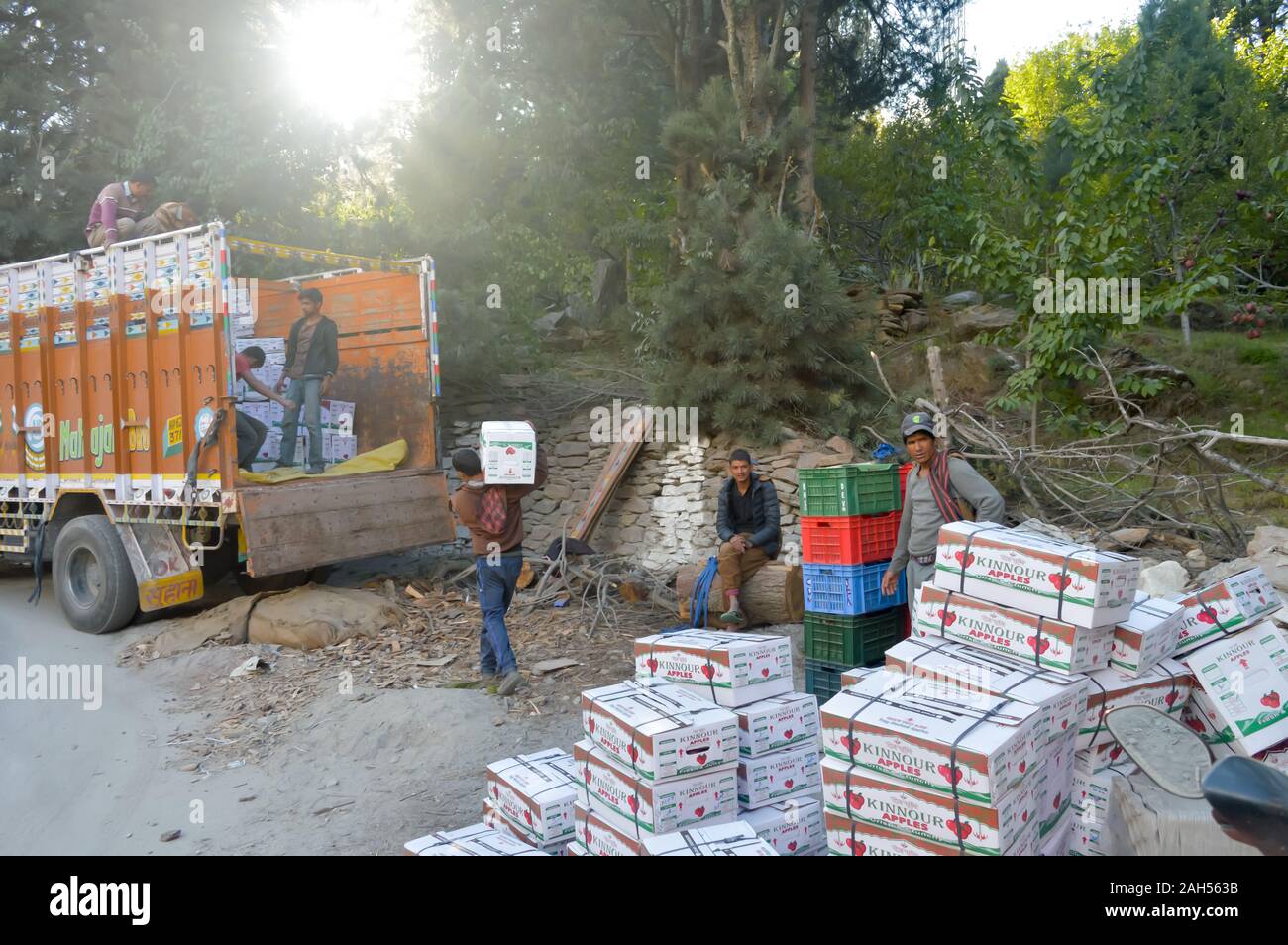 Box verpackt geerntet apple Früchte für den Handel im Herbst Jahreszeit bereit. Kaschmir ist die wichtigste Quelle für alle Apple Produktion in Indien. Kinnaur District, Hi Stockfoto