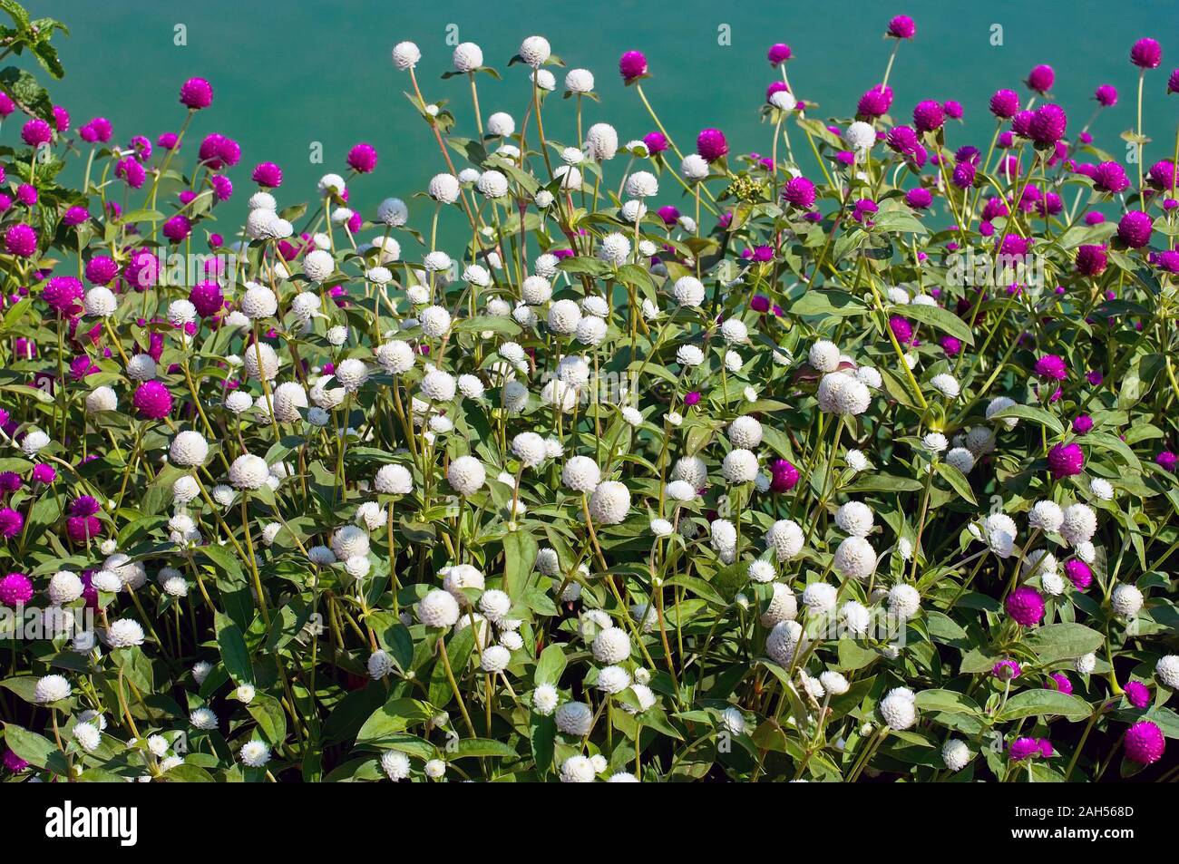 Globus Amaranth oder Gomphrena Nana im Garten Stockfoto