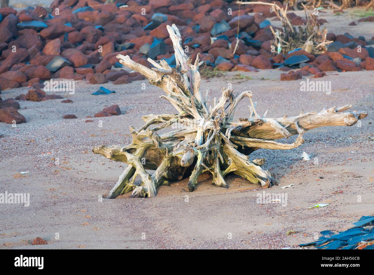 Eine große verlassene Versteinerte Wurzeln abgeschnitten Baumstamm in Pebble Stones Strand im Sommer entdecken. Baum Entwaldung verhindern - der Planet Erde enviro speichern Stockfoto