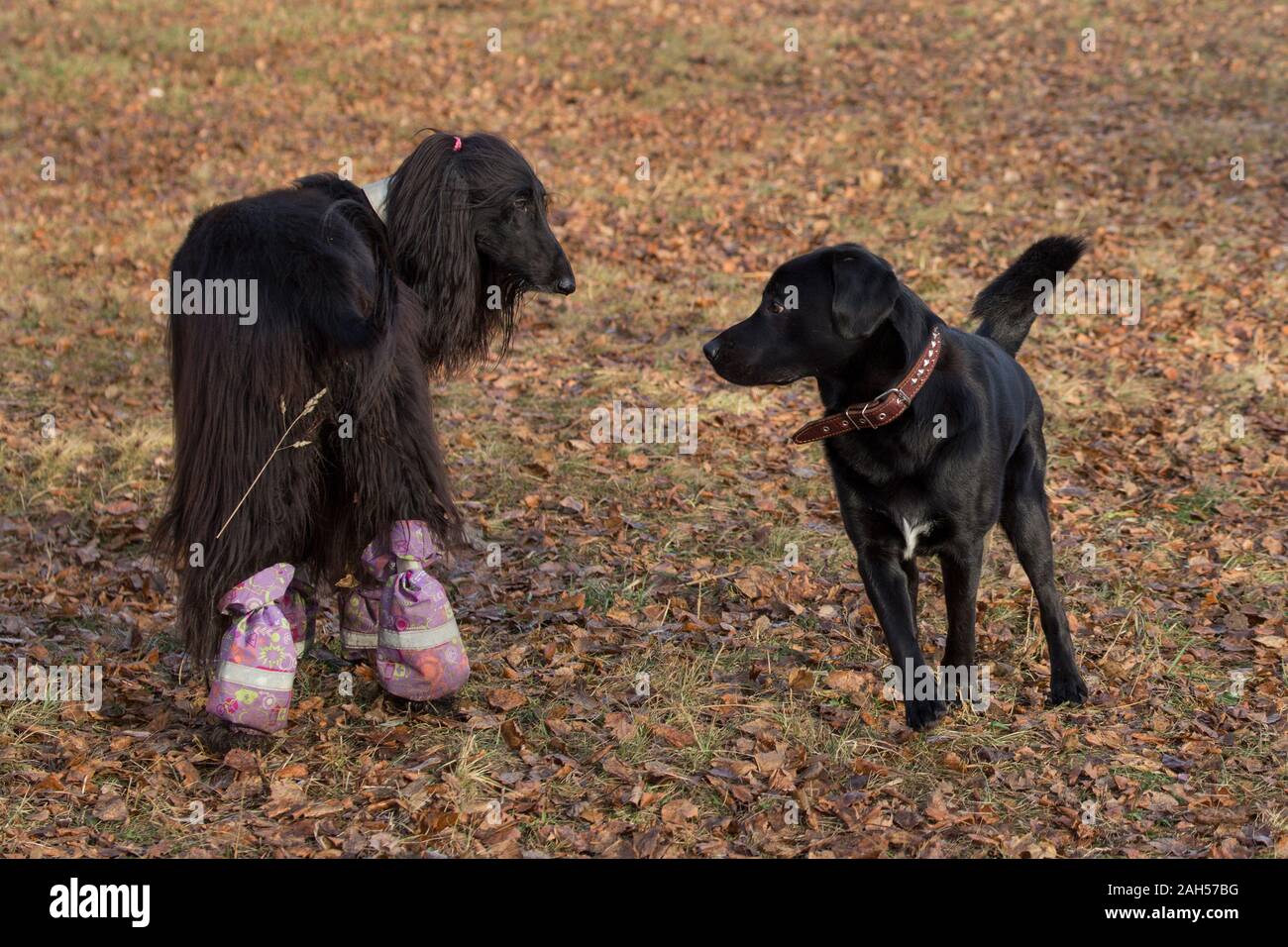 Labrador Retriever und Afghanischen Windhundes spielen im Herbst Park. Heimtiere. Reinrassigen Hund. Stockfoto