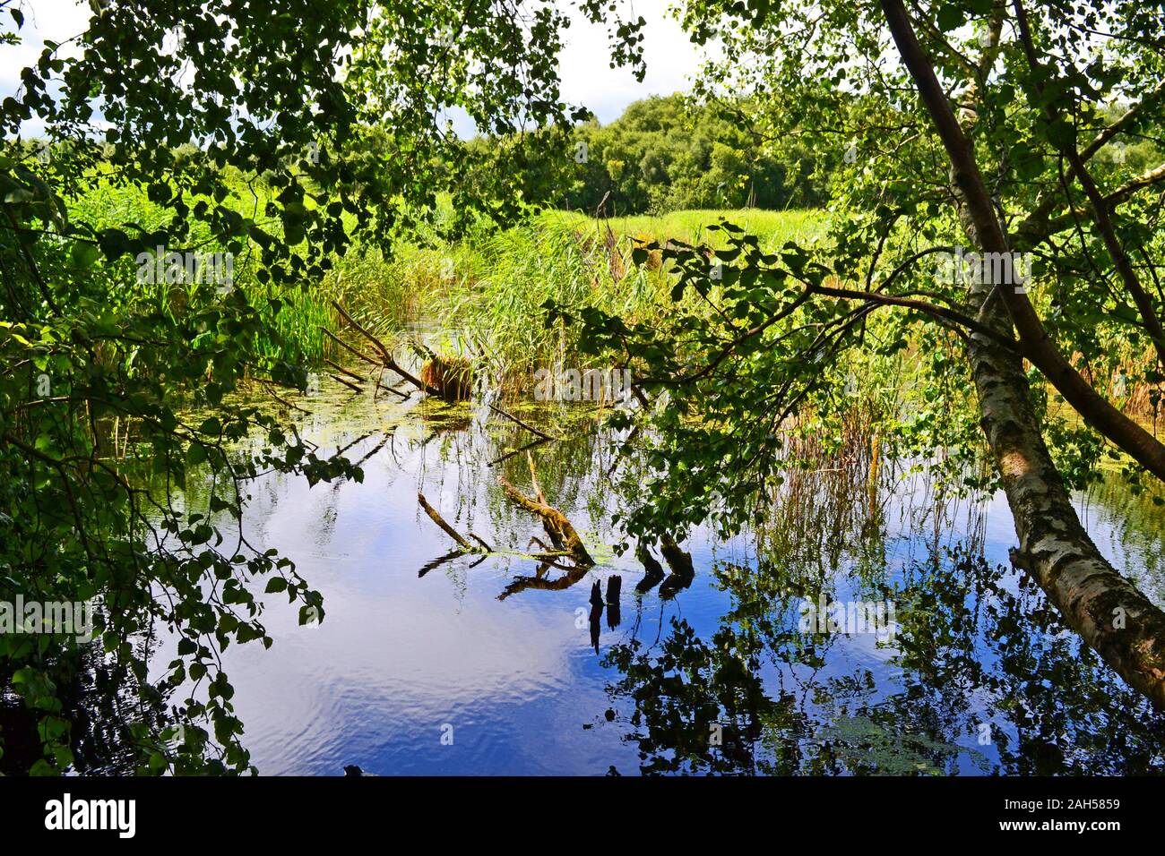 Shapwick Heide National Nature Reserve - Avalon Sümpfen, Glastonbury, Somerset, Großbritannien Stockfoto