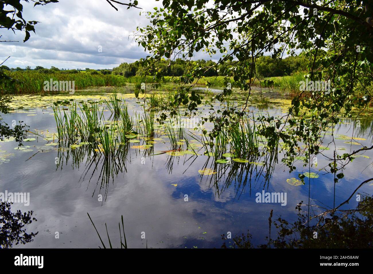 Shapwick Heide National Nature Reserve - Avalon Sümpfen, Glastonbury, Somerset, Großbritannien Stockfoto