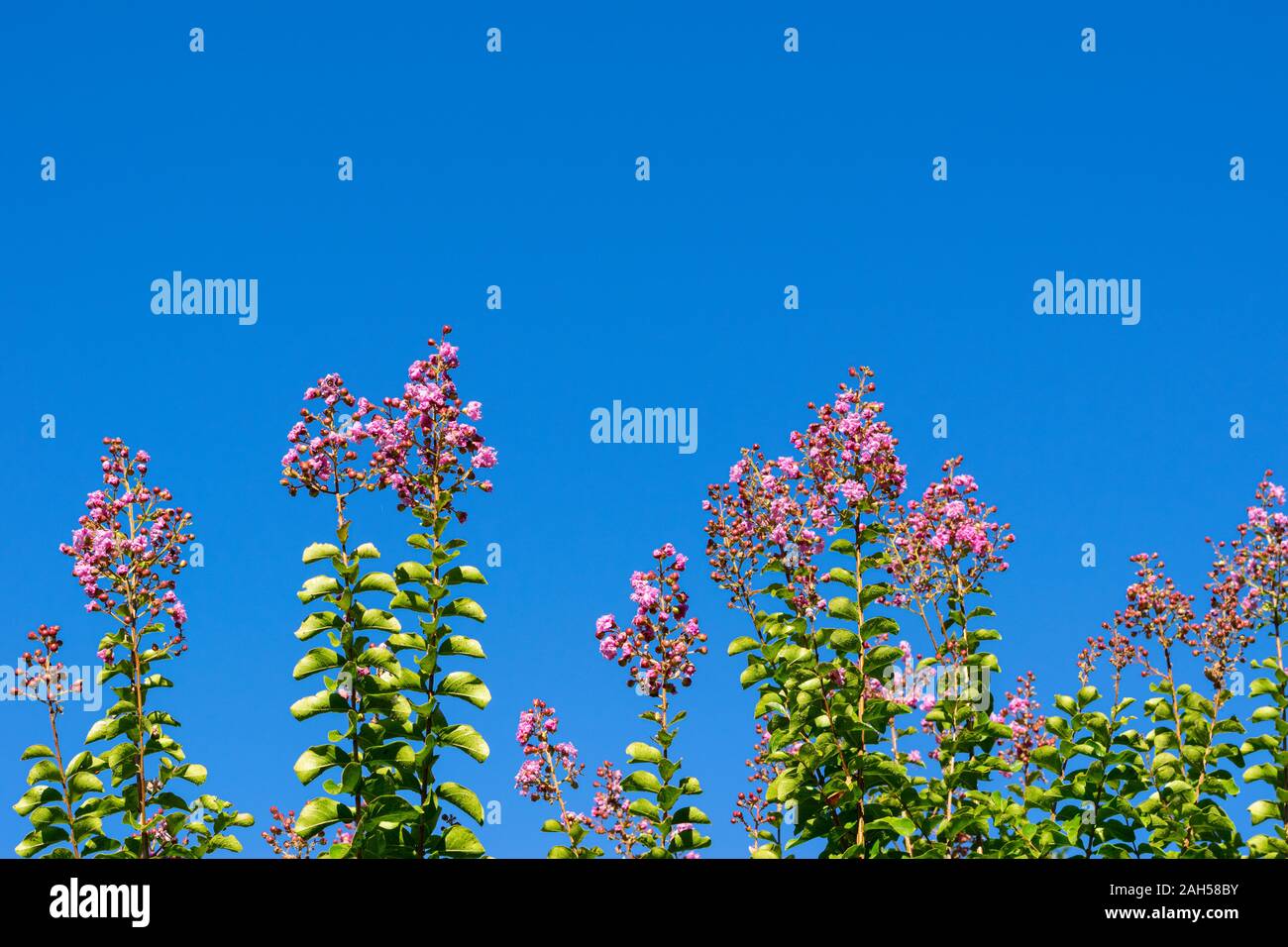 Lagerstroemia indica (Crape Myrtle) gegen den blauen Himmel Hintergrund Stockfoto