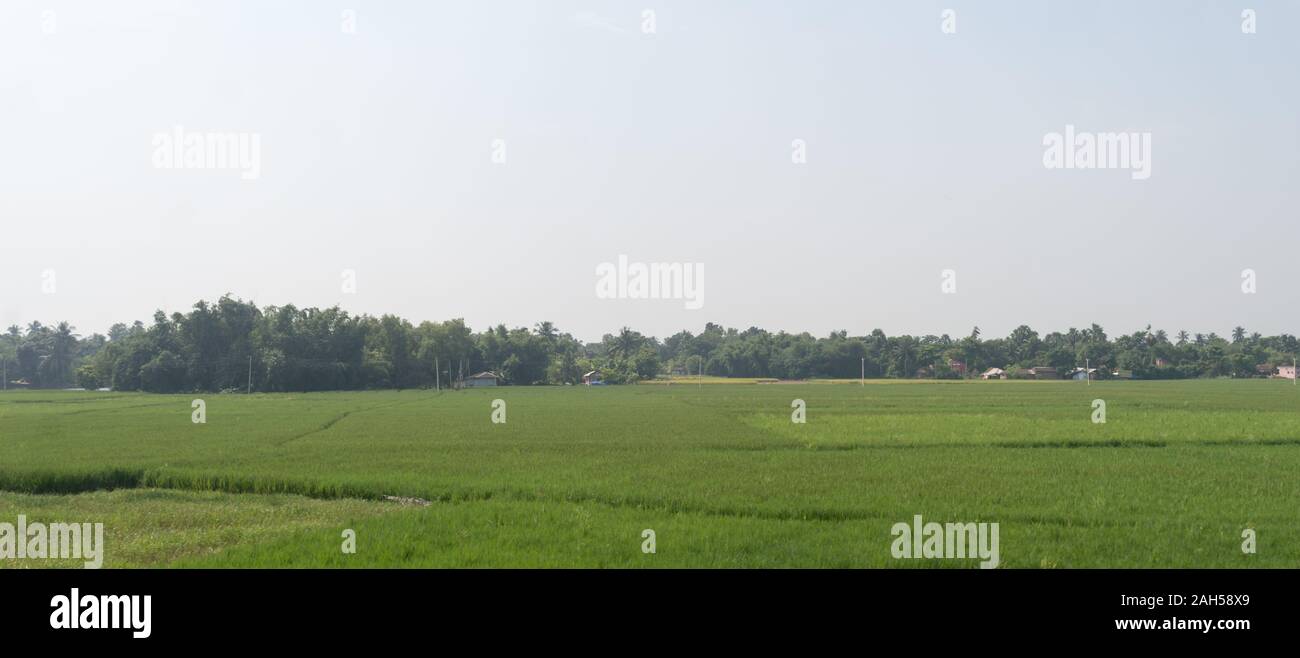 Horizont über Landwirtschaft und grünen Frühlingswiese. Landschaft Ackerland mit Reisfeld. Landwirtschaft grün mit Anbau. Ländliche Dorf Indi Stockfoto