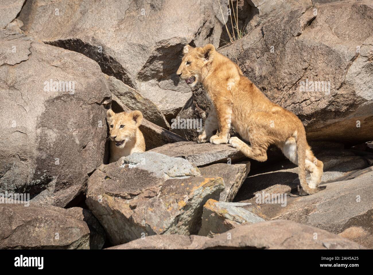 Lion cub klettert über Felsen mit einem anderen Stockfoto
