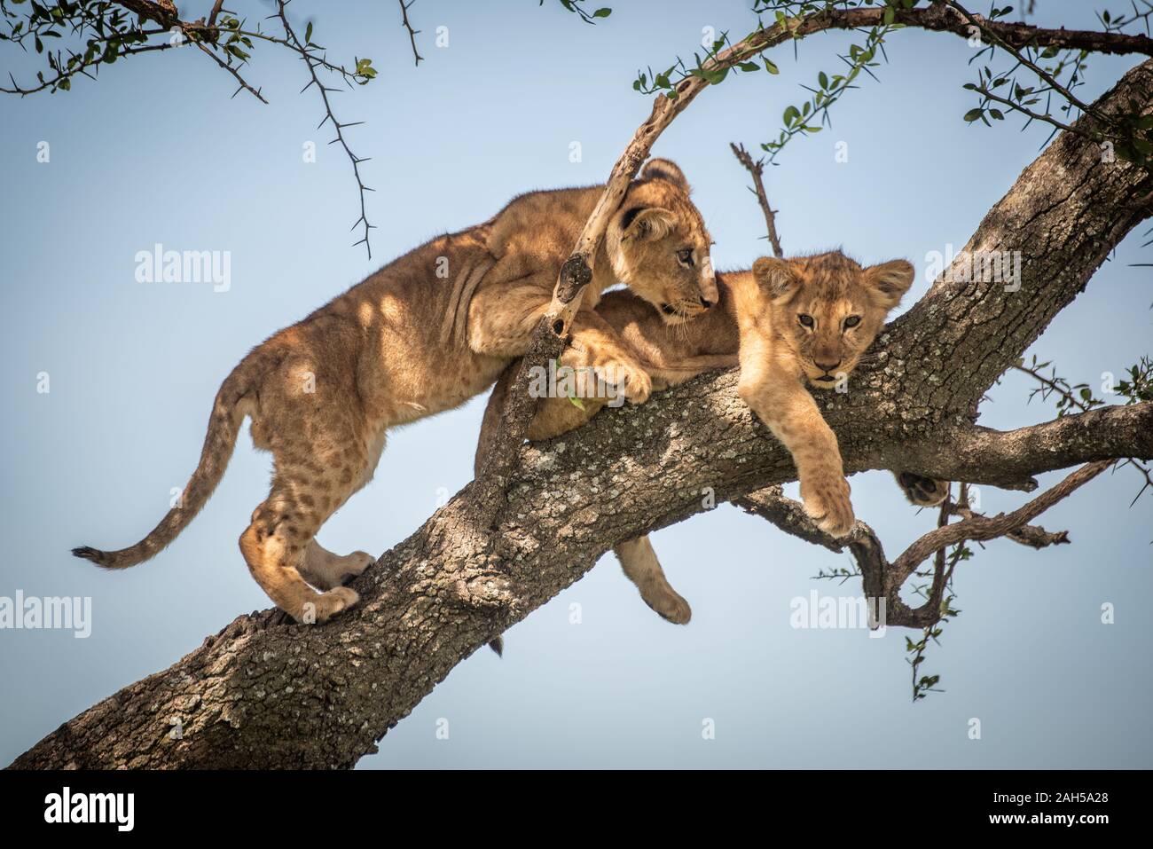 Lion cub klettert hinter einem anderen auf Zweig Stockfoto