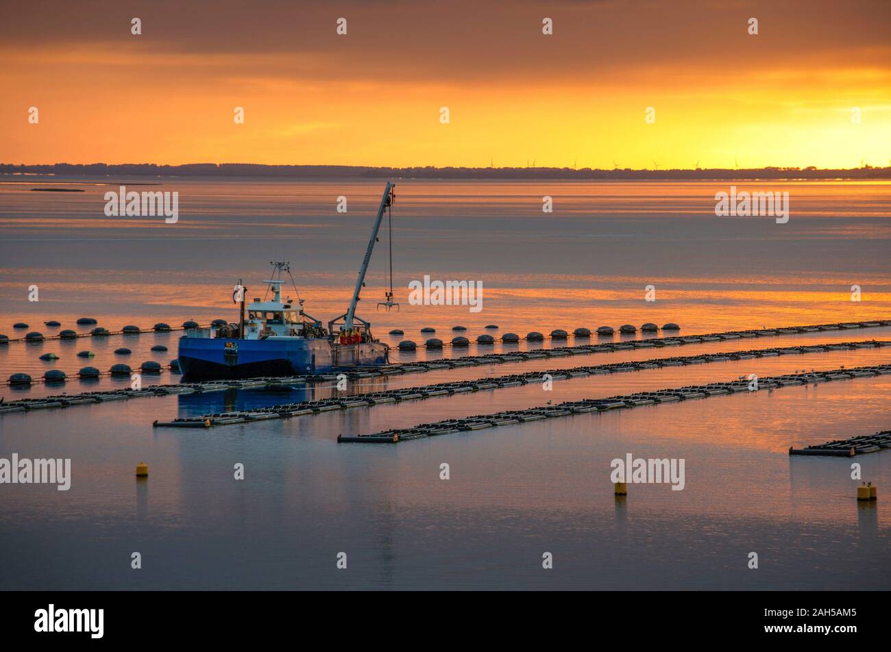 Mussel Boot und Muschel Bett in das Meer. Mussel Aquakultur in Niederlande Stockfoto