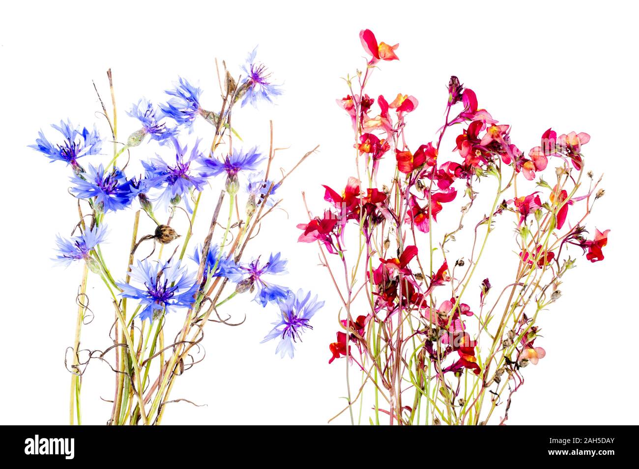 Light-Table, Blume, Blüte, hurtsickle, Natur Stockfoto