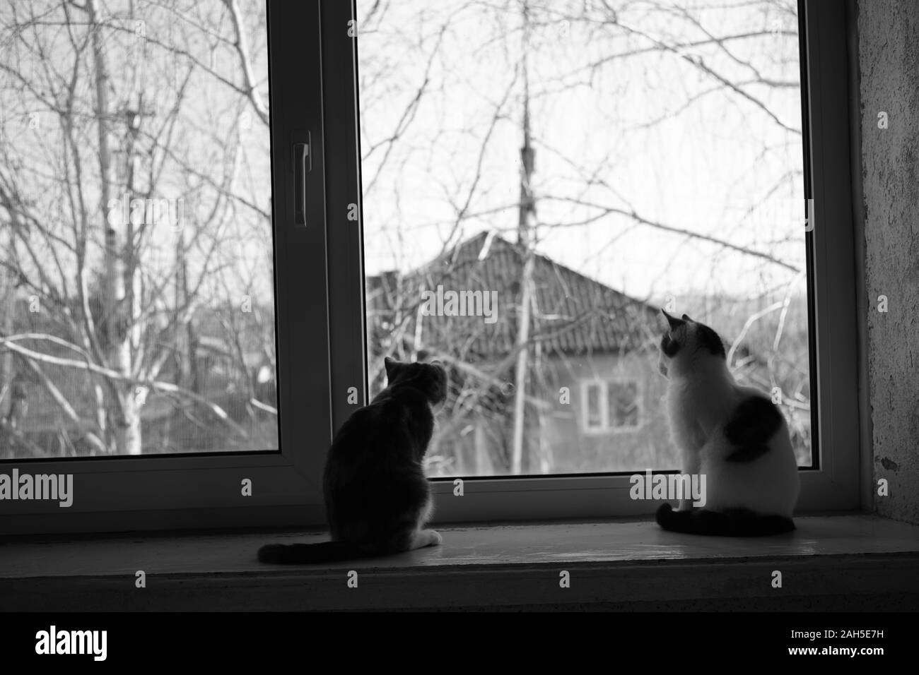 Zwei süße Kätzchen saß auf dem Fensterbrett sind, Katzen aus dem Fenster schauen, Haustiere rest Indoor. Stockfoto