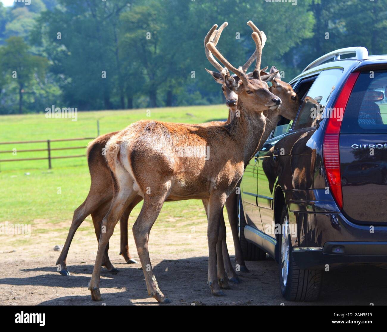 Hirsche mit Geweihen, die ihren Kopf in ein Auto Fenster auf Safari in Longleat Safari Park, Warminster, Wiltshire, England, Großbritannien Stockfoto