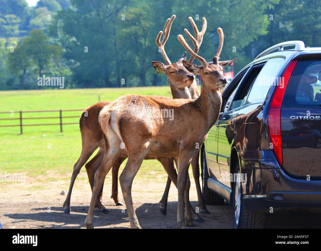 Hirsche mit Geweihen, die ihren Kopf in ein Auto Fenster auf Safari in Longleat Safari Park, Warminster, Wiltshire, England, Großbritannien Stockfoto