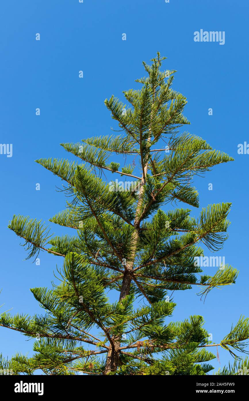 Araucaria araucana (Norfolk Island Kiefer) Stockfoto