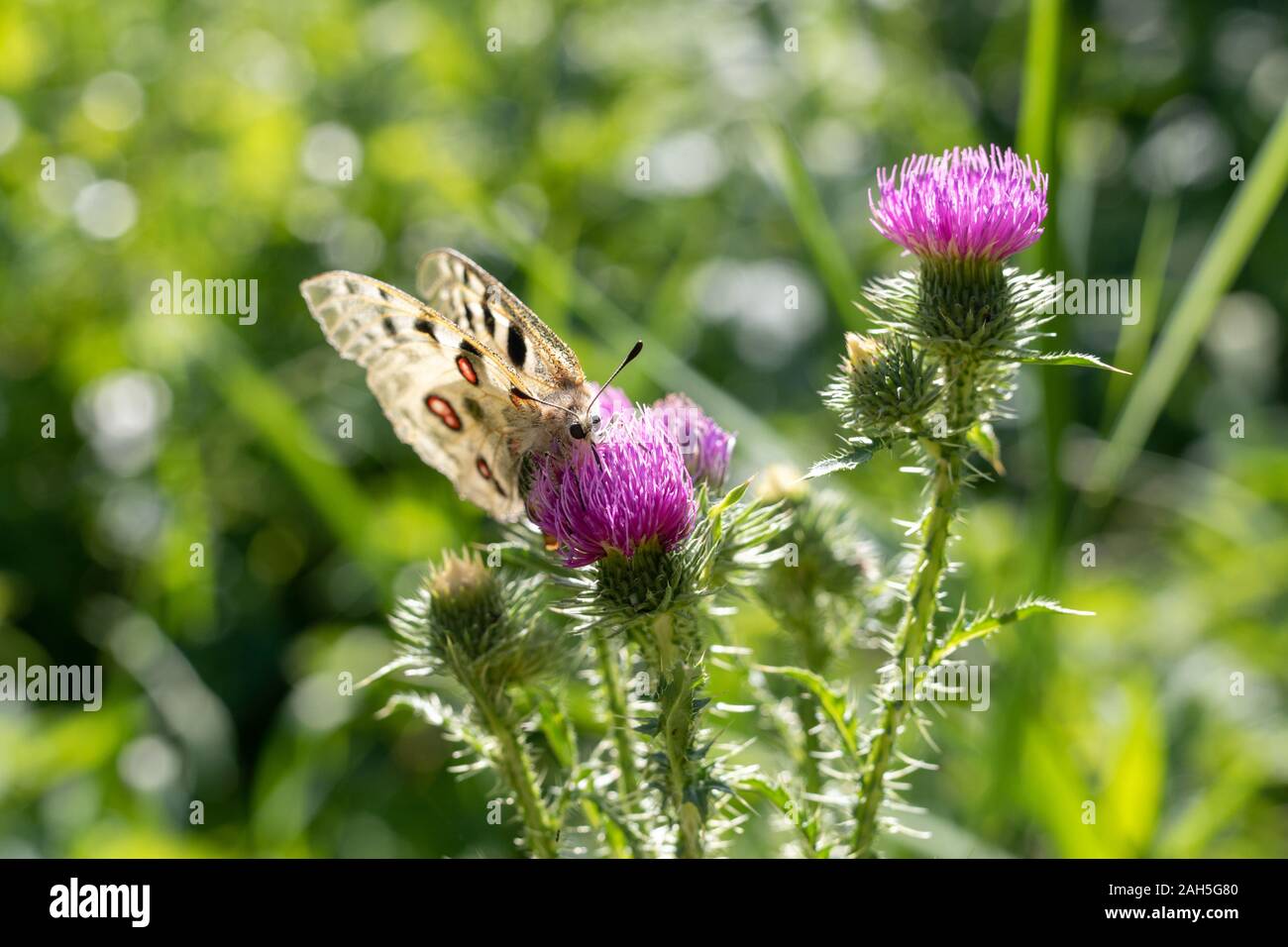 Die Klette oder essbare Blumen Klette Arctium Lappa. Stockfoto