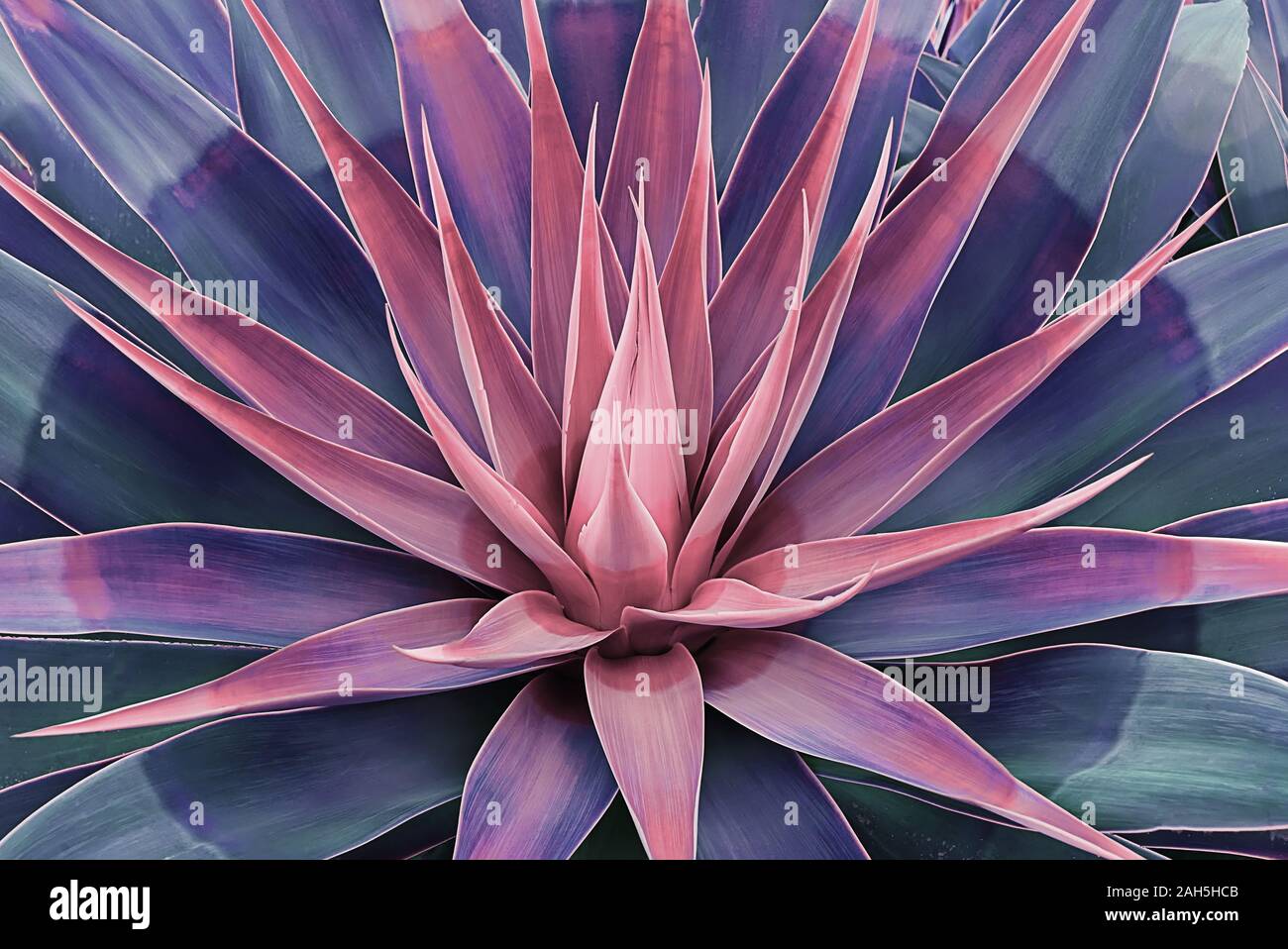 Schön blühte Agave Blätter wie Lotus Blume. Natürliche Blumenmuster Agave saftige Konzept Stockfoto