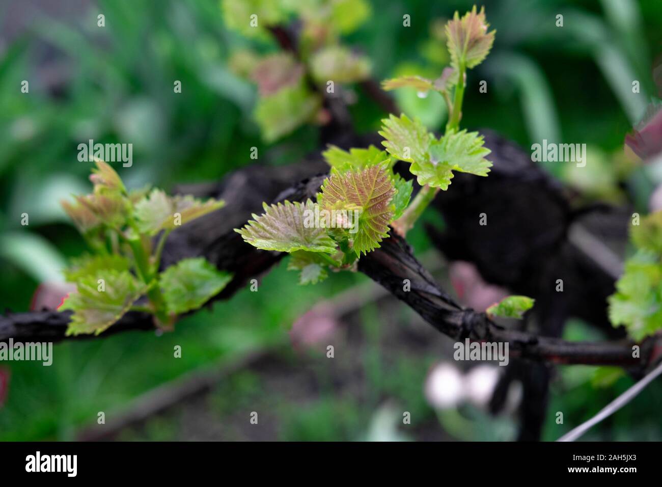 Foto der jungen Blätter der Trauben. Reben Trauben mit kleinen Blättern und Knospen im Frühling. Stockfoto