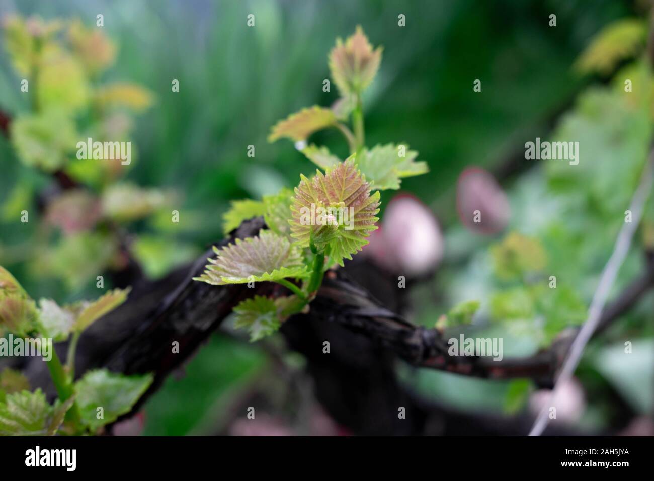 Foto der jungen Blätter der Trauben. Reben Trauben mit kleinen Blättern und Knospen im Frühling. Stockfoto