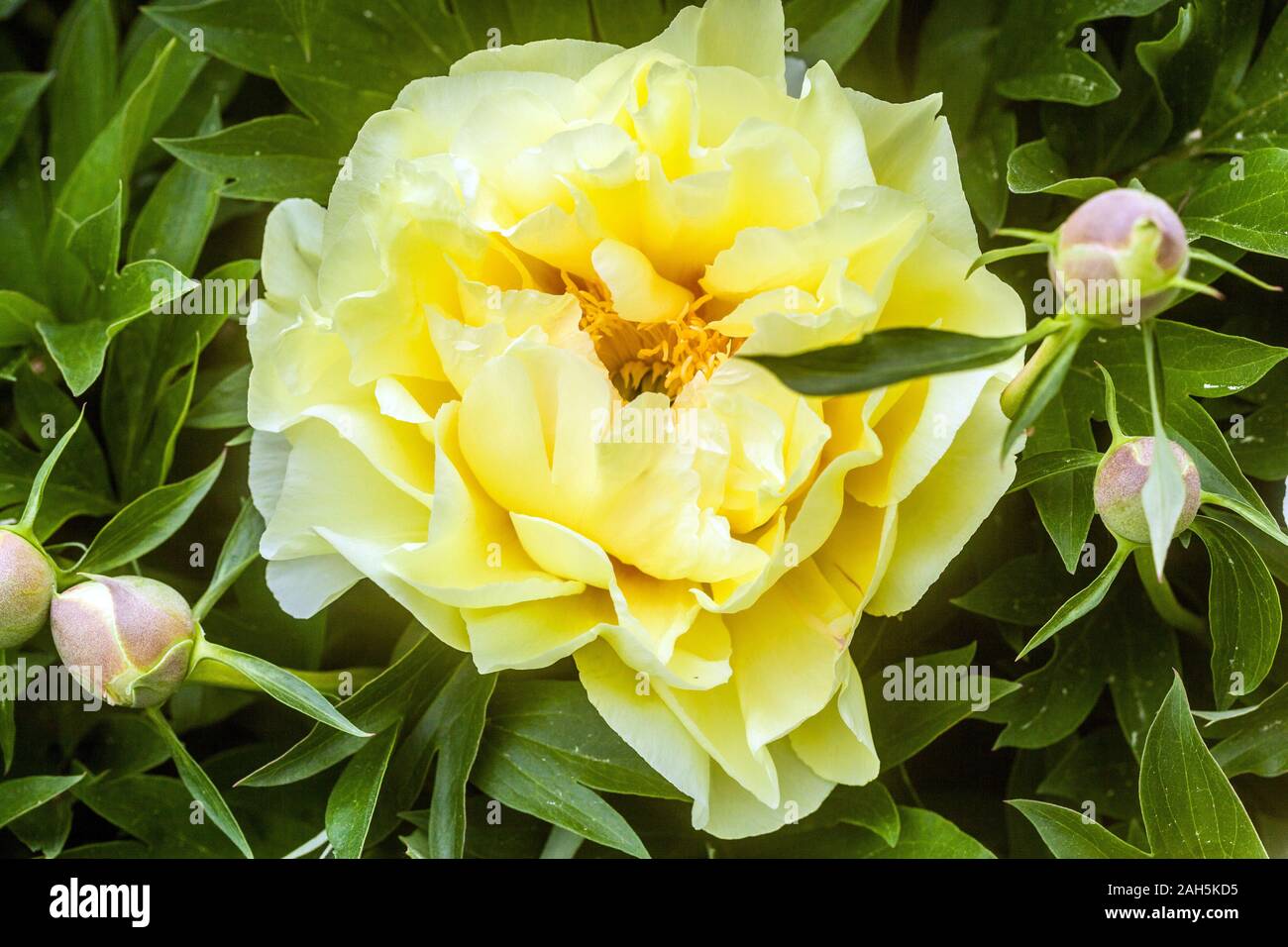Gelbe pfingstrose Fotos und Bildmaterial in hoher Auflösung Alamy