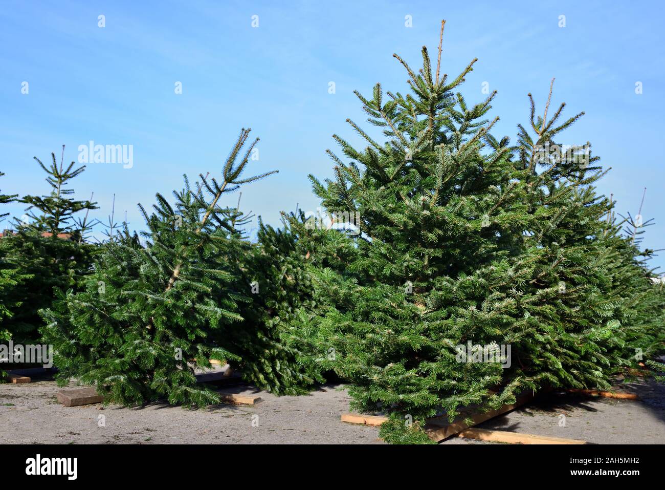 Grüne frische Weihnachtsbäume zum Verkauf auf dem Markt für Weihnachten, zum von zu wählen Stockfoto